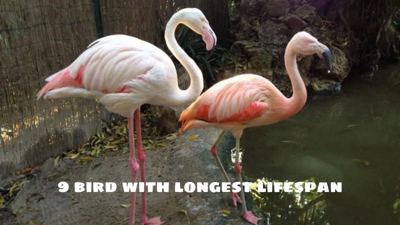 9 bird with longest lifespan