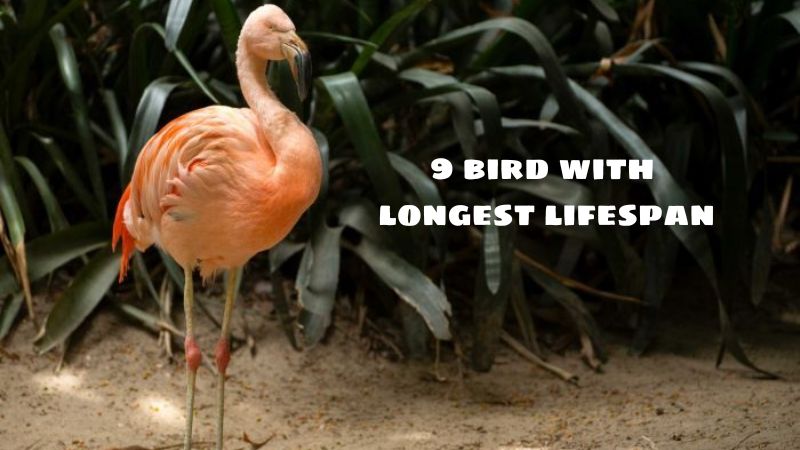 9 bird with longest lifespan