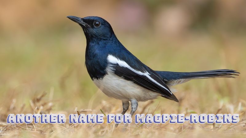 Another name for magpie-robins