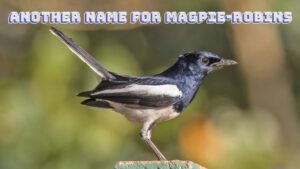 Another name for magpie-robins