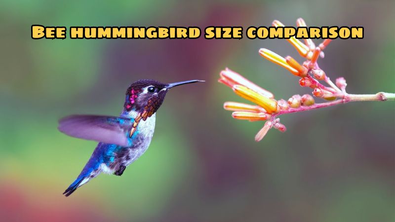 Bee hummingbird size comparison