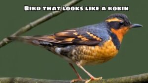 Bird that looks like a robin