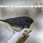 Birds in illinois in winter