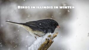 Birds in illinois in winter – details here