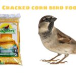 Cracked corn bird food