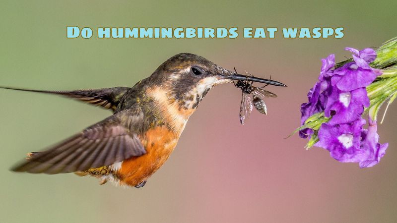 Do hummingbirds eat wasps