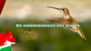 Do hummingbirds eat wasps