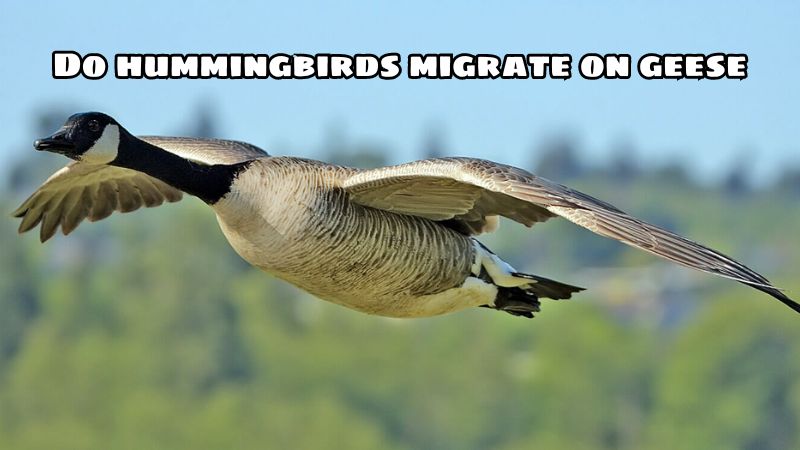 Do hummingbirds migrate on geese