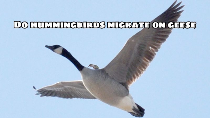 Do hummingbirds migrate on geese? The best answer