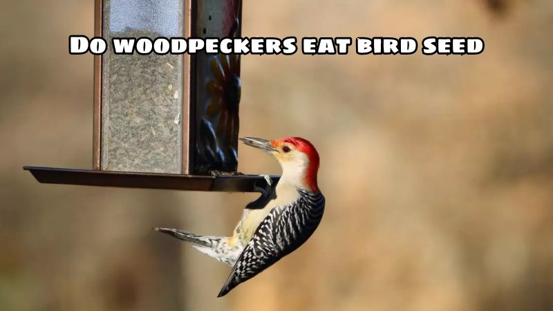 Do woodpeckers eat bird seed