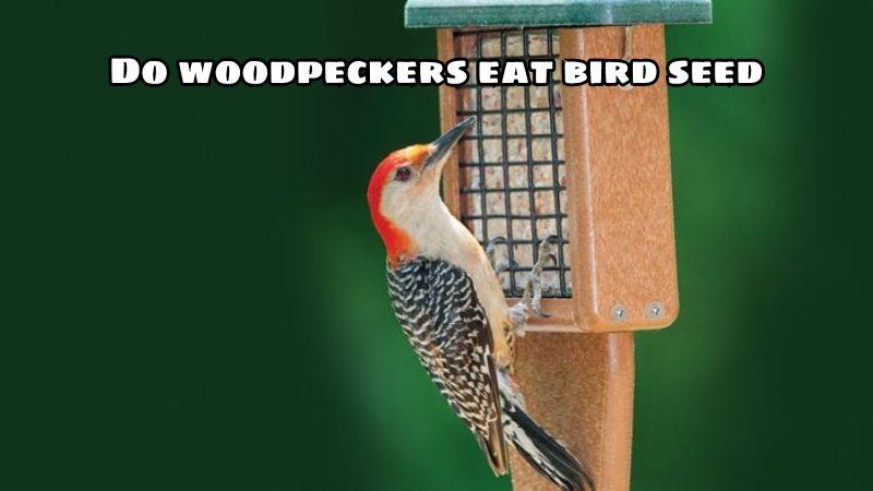 Do woodpeckers eat bird seed