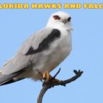 Florida hawks and falcons