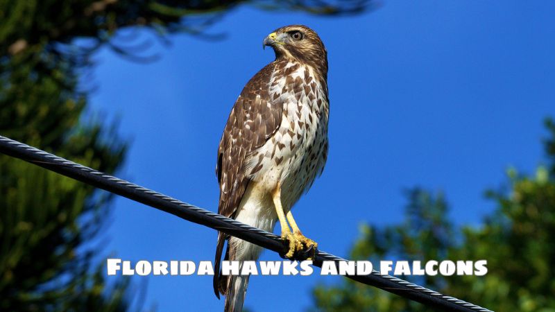 Florida hawks and falcons