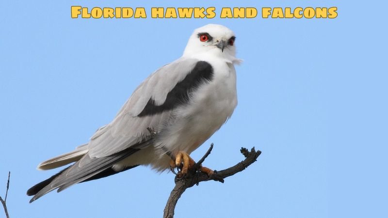 Florida hawks and falcons