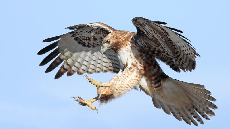 Michigan birds of prey – Ranking 5 birds!