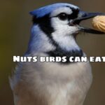 Nuts birds can eat