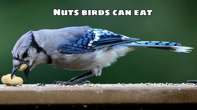 Nuts birds can eat