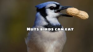 Nuts birds can eat – 5 types of nuts