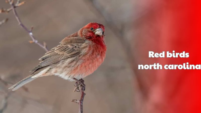 Red birds north carolina