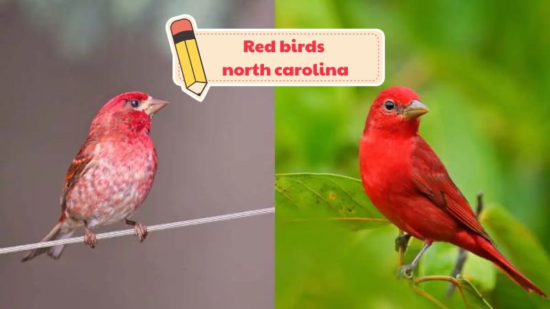 Red birds north carolina – Useful information