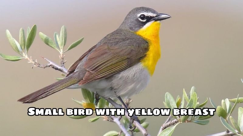 Small bird with yellow breast