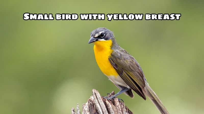 Small bird with yellow breast