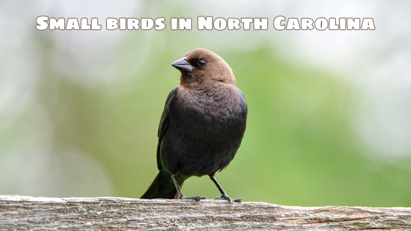 Small birds in North Carolina