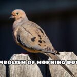 Symbolism of morning doves