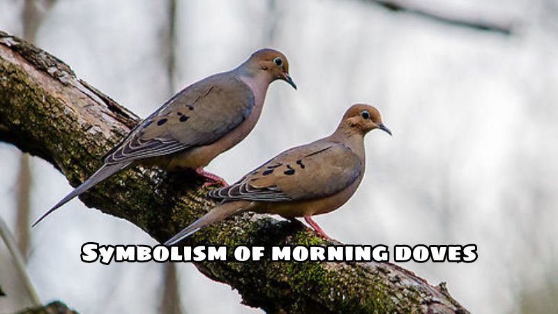 Symbolism of morning doves