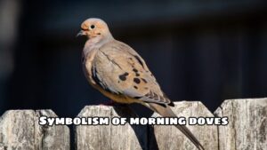 Symbolism of morning doves