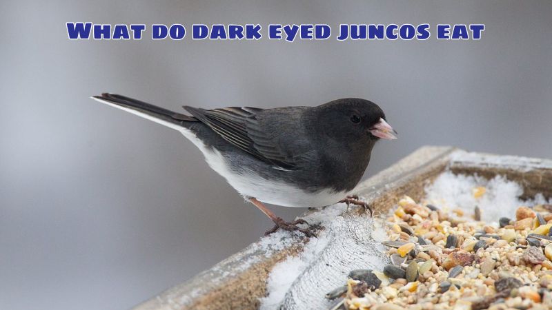 What do dark eyed juncos eat