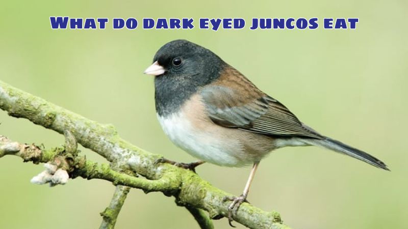 What do dark eyed juncos eat