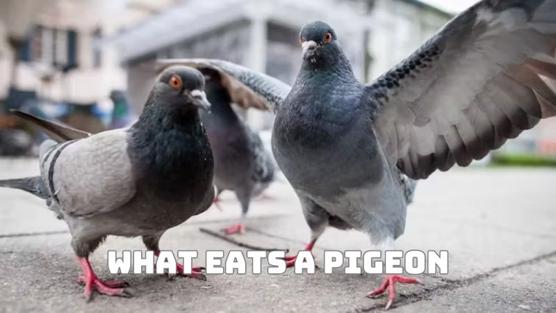 What eats a pigeon