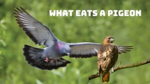 What eats a pigeon? 3 big threats