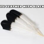 White feather with black tip