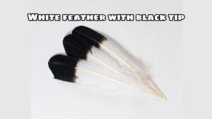 White feather with black tip