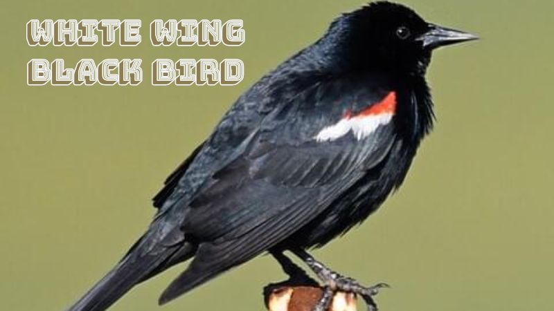 White wing black bird share useful information