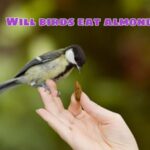 Will birds eat almonds