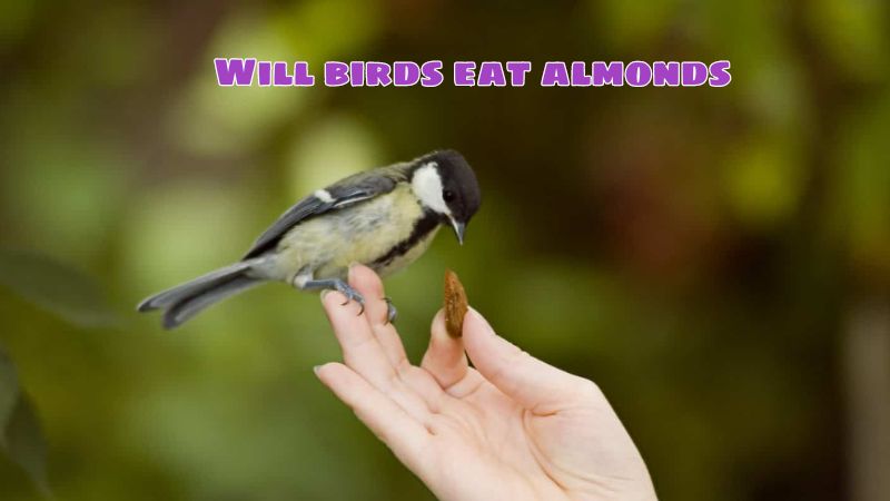 Will birds eat almonds