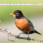 birds with orange chests