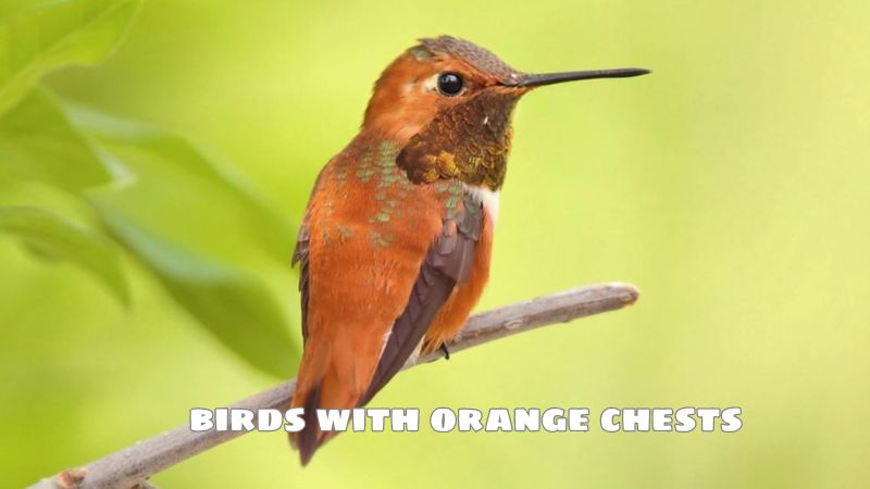 birds with orange chests