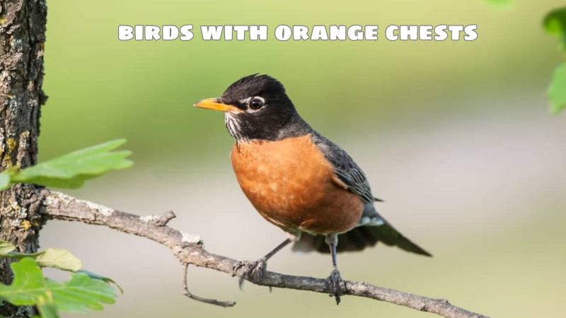 10 birds with orange chests