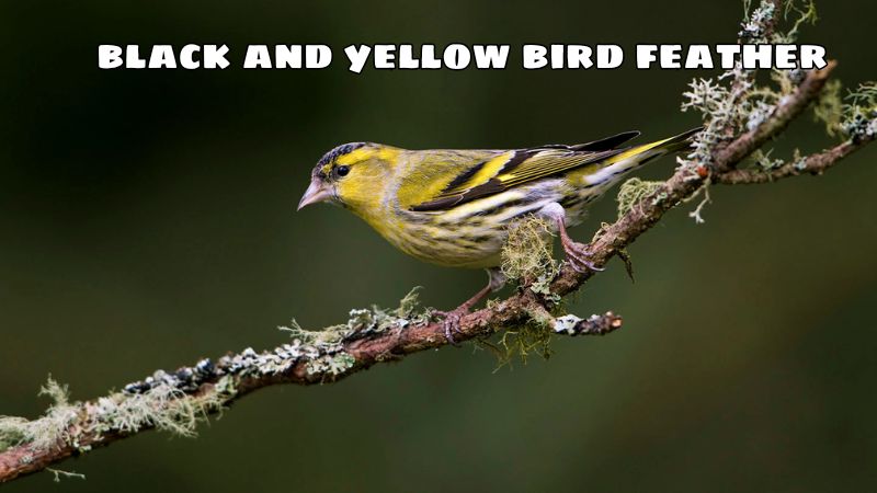 black and yellow bird feather