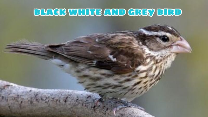 black white and grey bird 