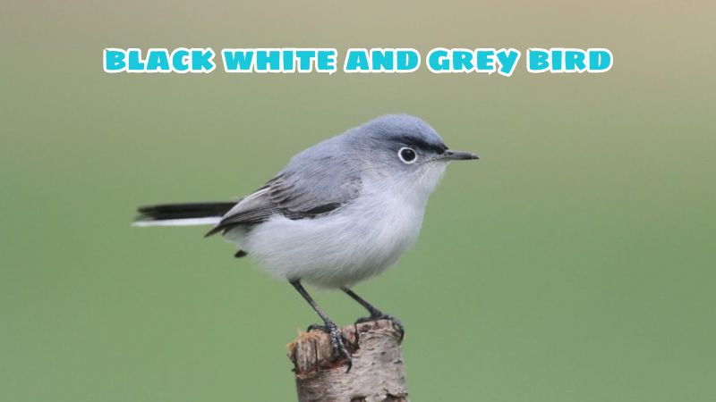 List of black white and grey bird