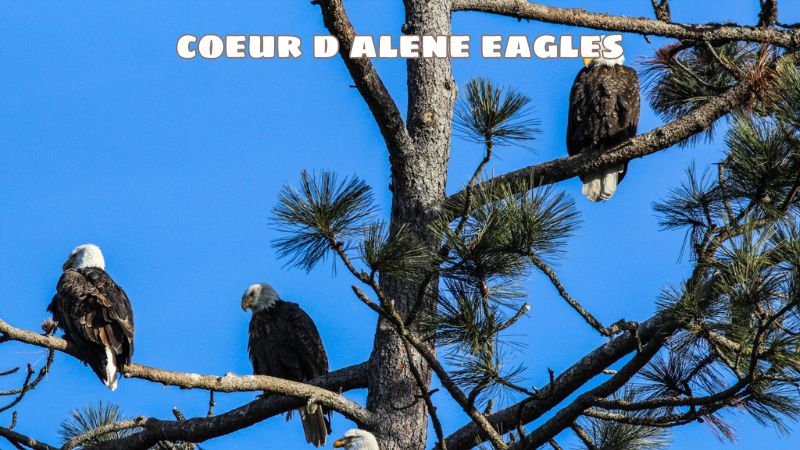 coeur d alene eagles