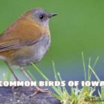 common birds of iowa