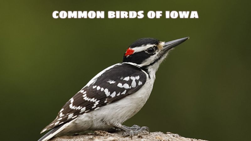 common birds of iowa