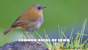 The best and common birds of iowa