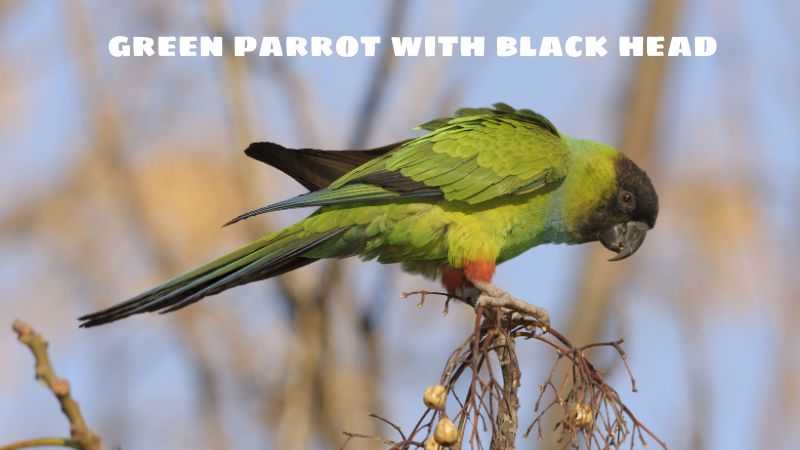 green parrot with black head